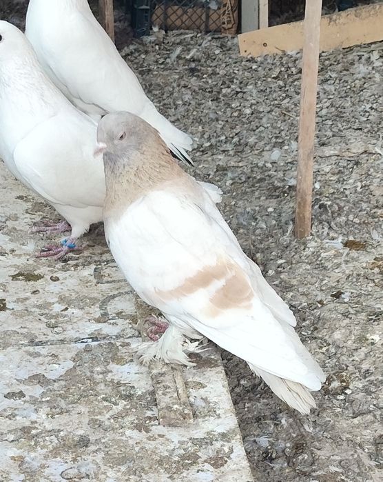 Продам голуби разные.