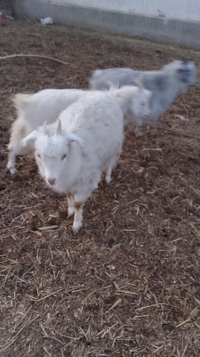 Козы, козы , козы