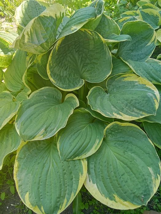 Продам хосты,от 1000 тг