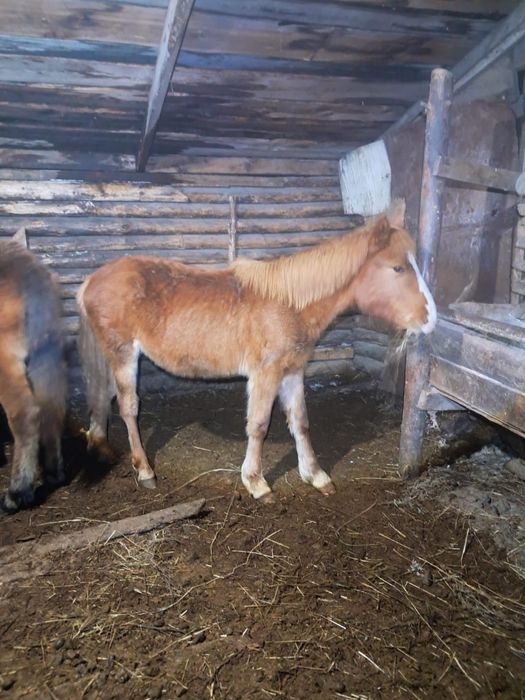 Сатылады обмен жоқ