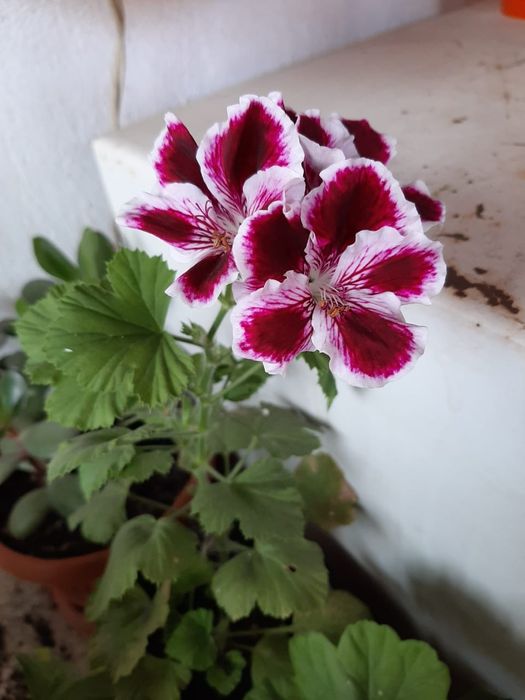 Продаю комнатные цветы