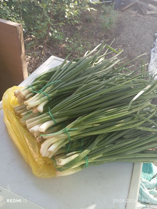 Зелёный лук , Шпинат