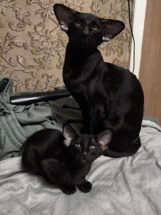 Ориентальные котята