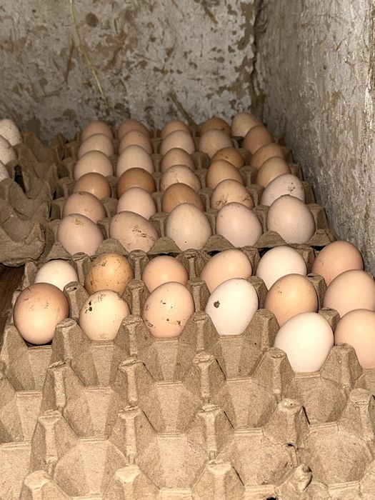 Брамо Тухумлари сотилади Тоза парода