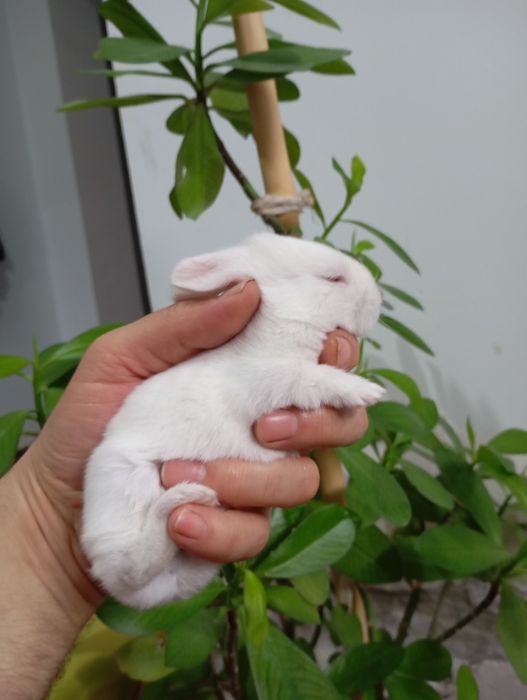 Quyon oilasi bilan sotiladi bitta erkak ikkita urgʻochi va bolalari