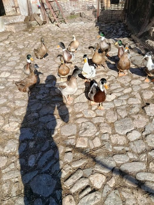 Ouă incubat rață