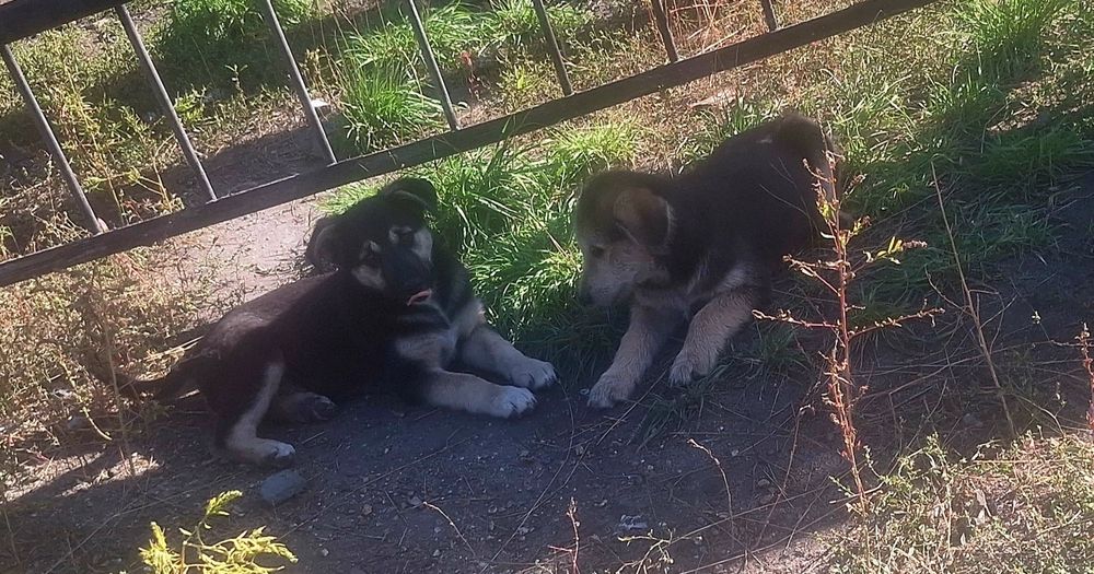 Щеночки в добрые руки