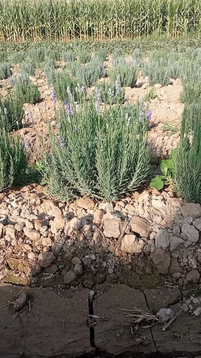 Yaxsh qaralgan gullar