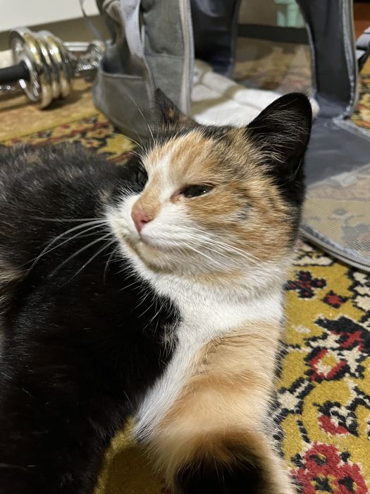 Ищем хозяина для кошки бездомной