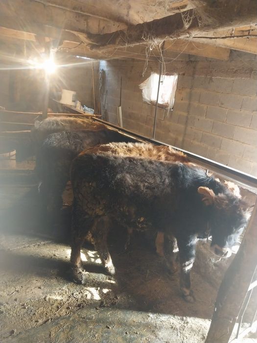 Продаю бычков 7 месецяв