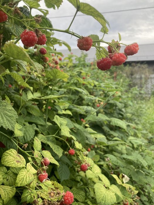 Дачный участок в черте города