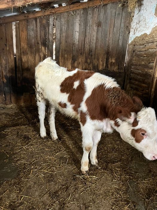 Vând vițea bălțată