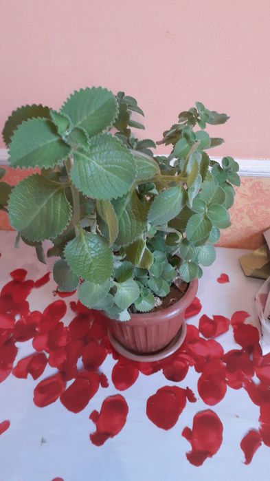 Домашние цветы Санцыверии и т/д.