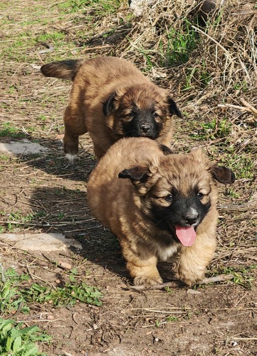 Отдам щенков маленькой породы