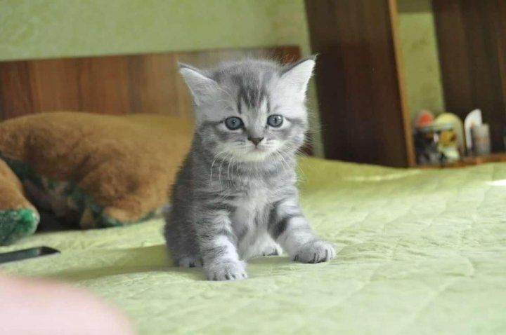 Британская милашка