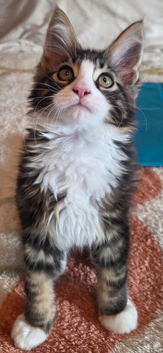 Motanel Maine Coon