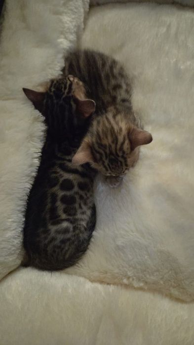 Котёнок бенгальской породы