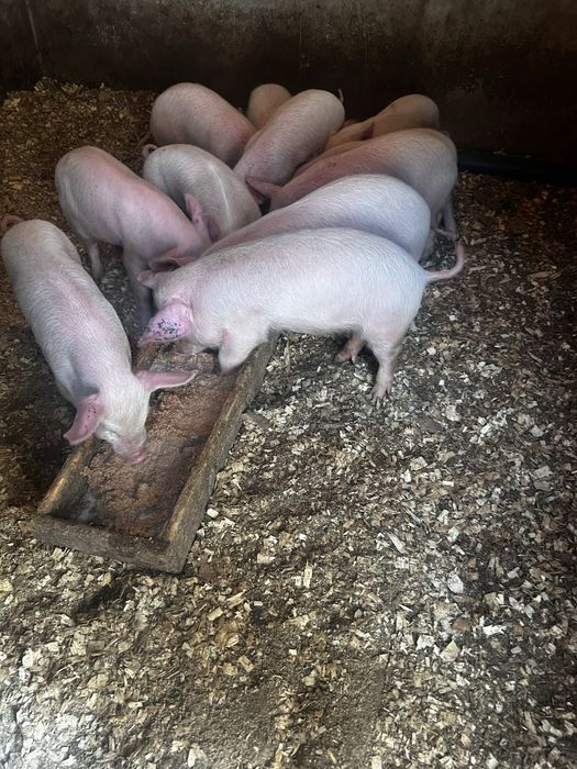 Продам поросят курей