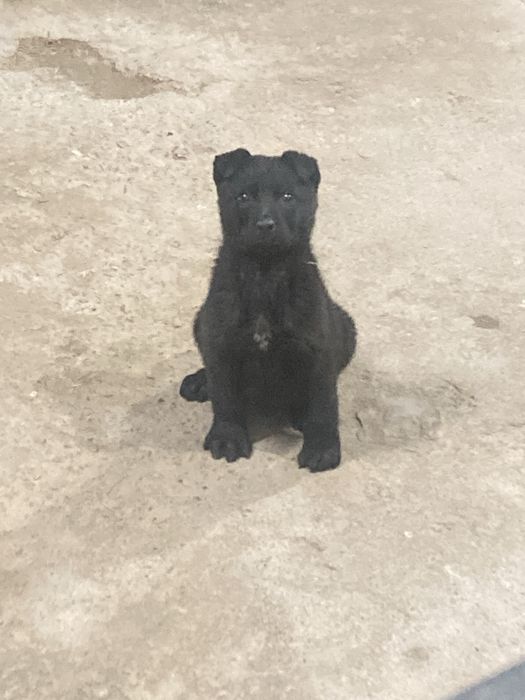 Еркек күшік  шымкент қаласы