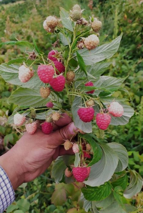 Малина Полана ва Полька, оригинал