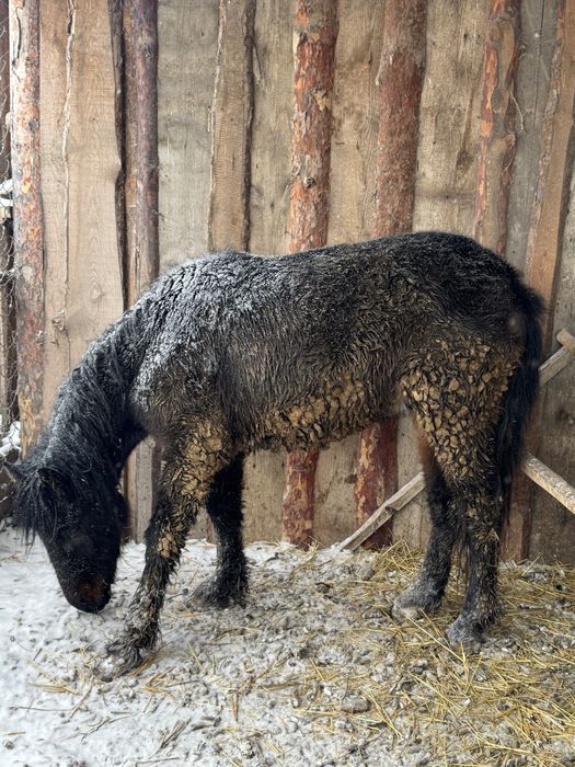 Продам тай откорм