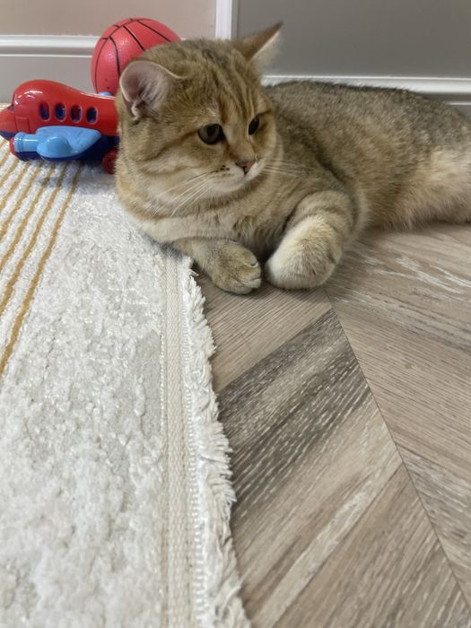 мысык тегин пародистый