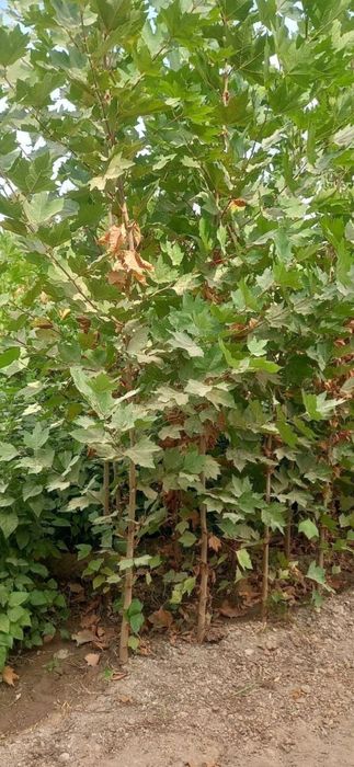 Арчалар. Хлма хл турдаги