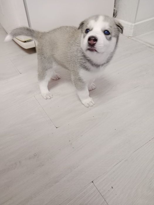 Щенки Хаски продаються