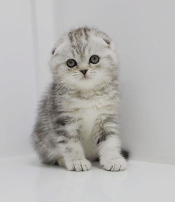 КоТикИ шоТлаНдские