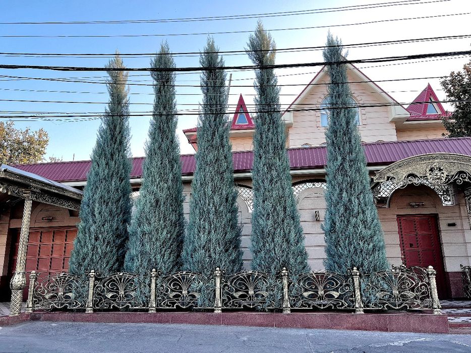 Archa stirichk qilish gazong ekosh lanshaf qilish