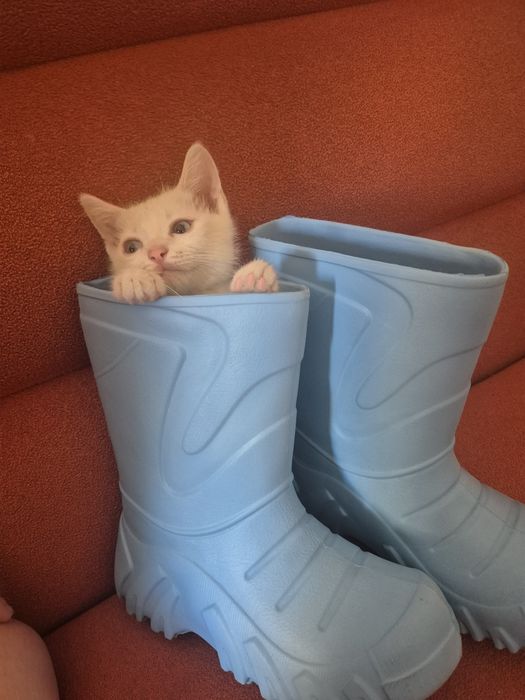 Резиновые- гелевые сапоги