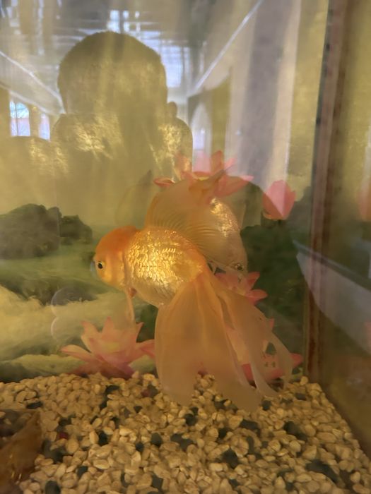 Аквариумные.             рыбки            Золатая               рыбка