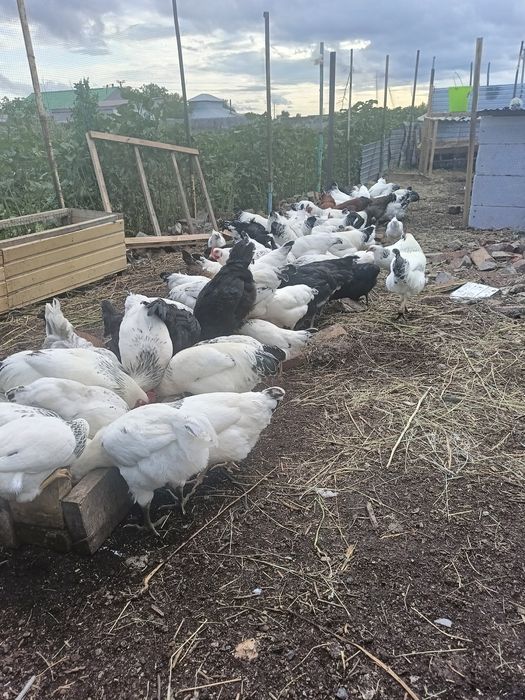 Продам куреи  домашние