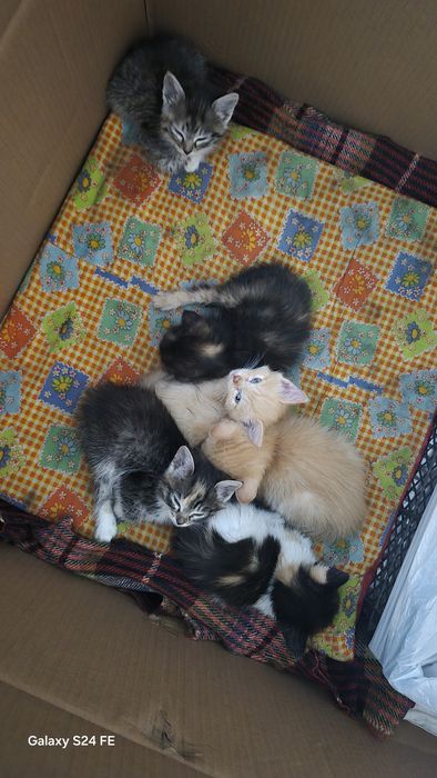 Котята красивые..