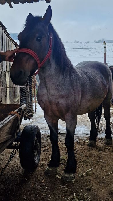 Cal de vânzare bun de tras