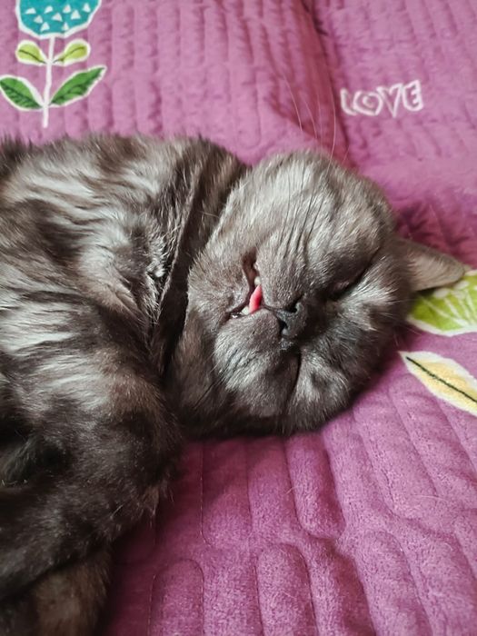 Шотландский кот ищет кошку для вязки