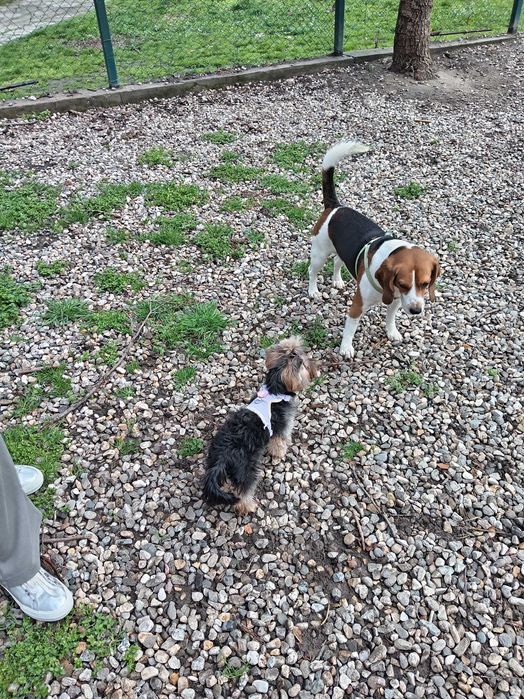 Куче си търси женска