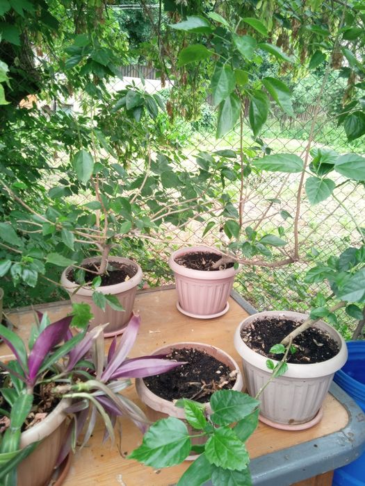 Продам домашние цветы