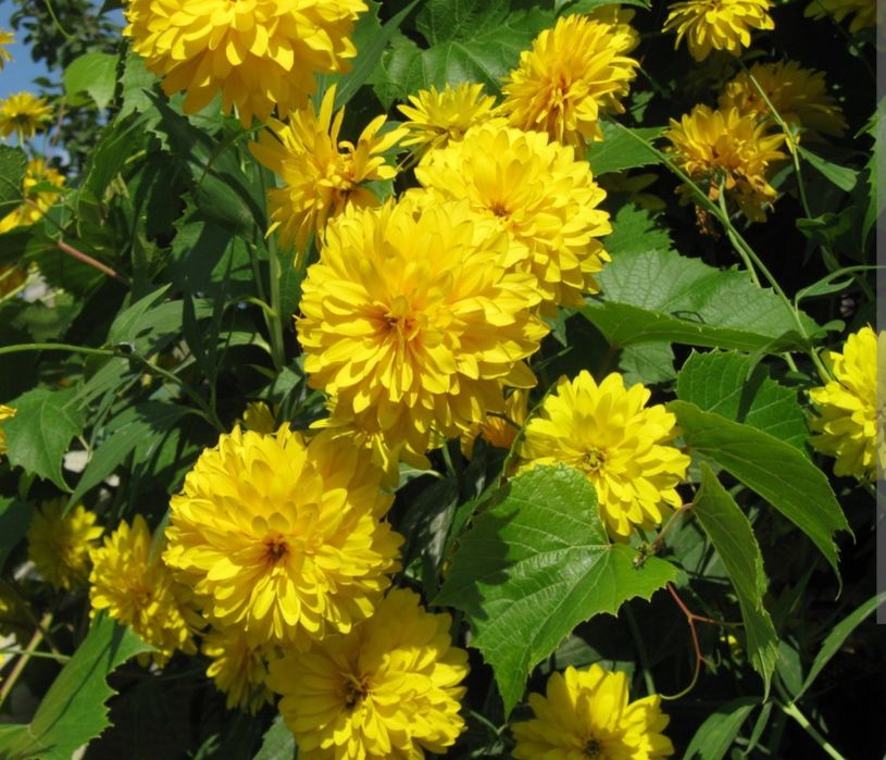 Продаю рассаду садовую