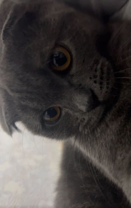 шкотиш кот 3 месяца