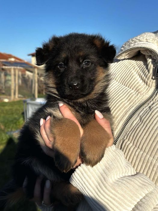 Немска Овчарка ( German Shephard)