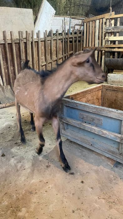 Теке лақ сатылады алты ай теке