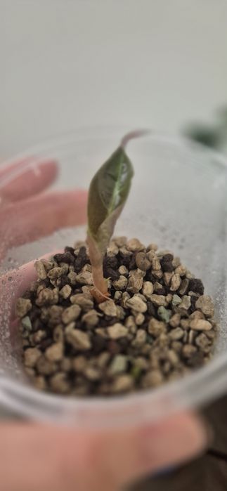 Алоказия полли клон