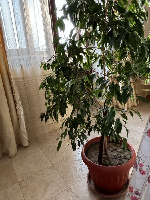 Продам Фикус Даниель