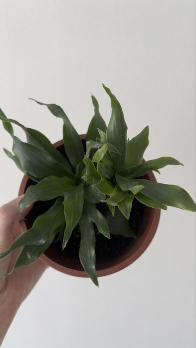 Драцена кампакта