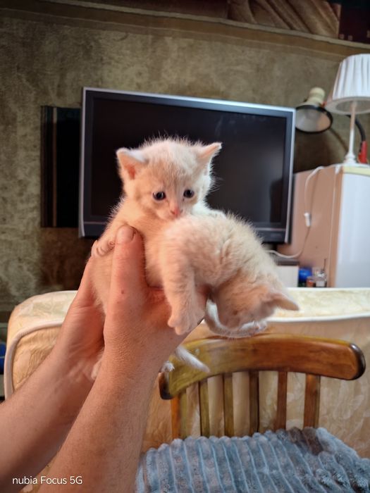 Отдам даром котят ооочень красивые