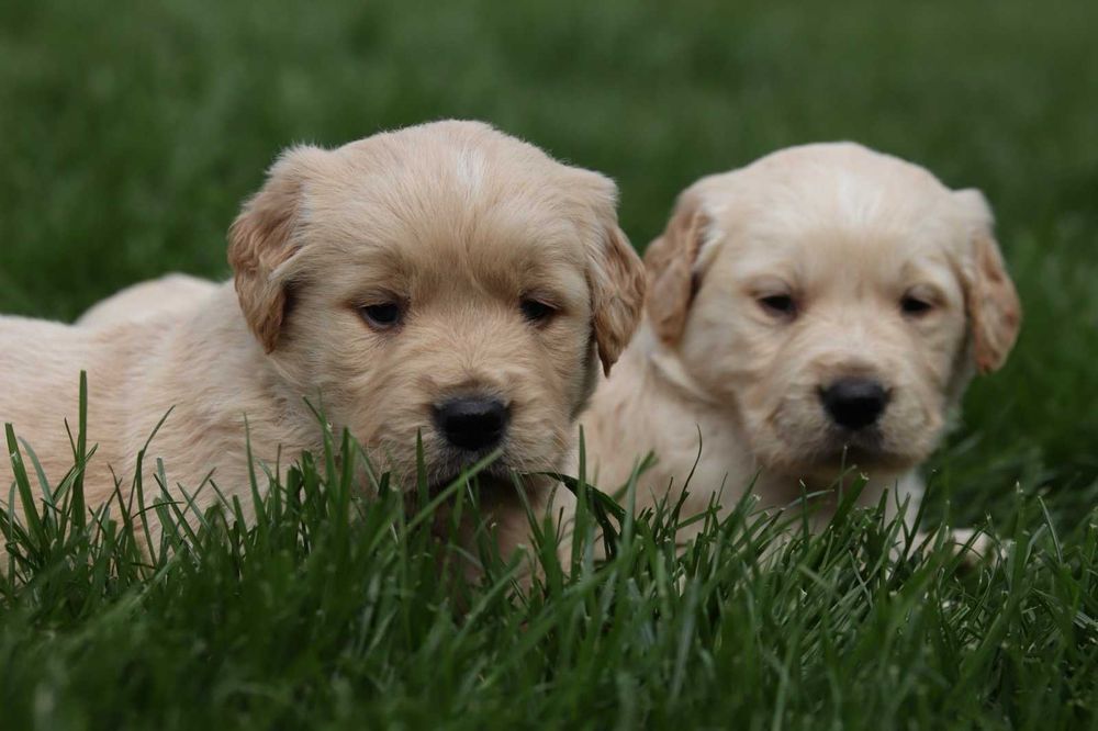 Чистокръвни Голдън ретривър идеален подарък за рождения ден или повод