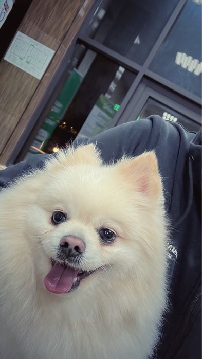 Померанский щпиц