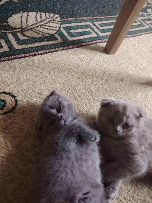 Шотландские чисто кровные котята
