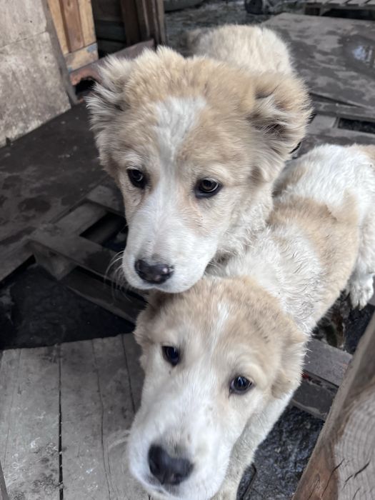 Продаются щенки САО